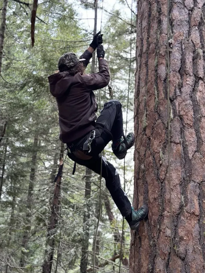 TREE-SIT STOPS OLD-GROWTH LOGGING PROJECT IN SOUTHERN OREGON
