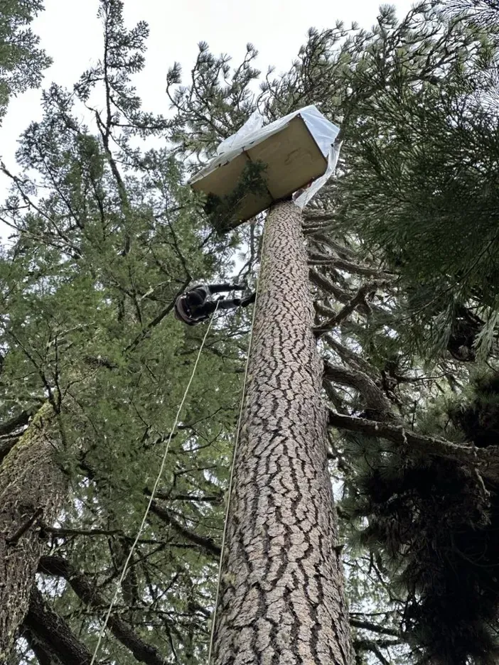 TREE-SIT STOPS OLD-GROWTH LOGGING PROJECT IN SOUTHERN OREGON