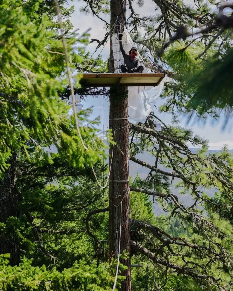 TREE-SIT STOPS OLD-GROWTH LOGGING PROJECT IN SOUTHERN OREGON