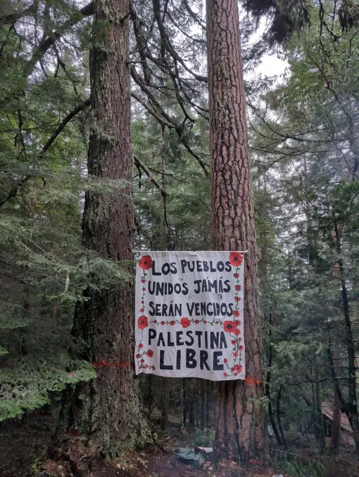 TREE-SIT STOPS OLD-GROWTH LOGGING PROJECT IN SOUTHERN OREGON