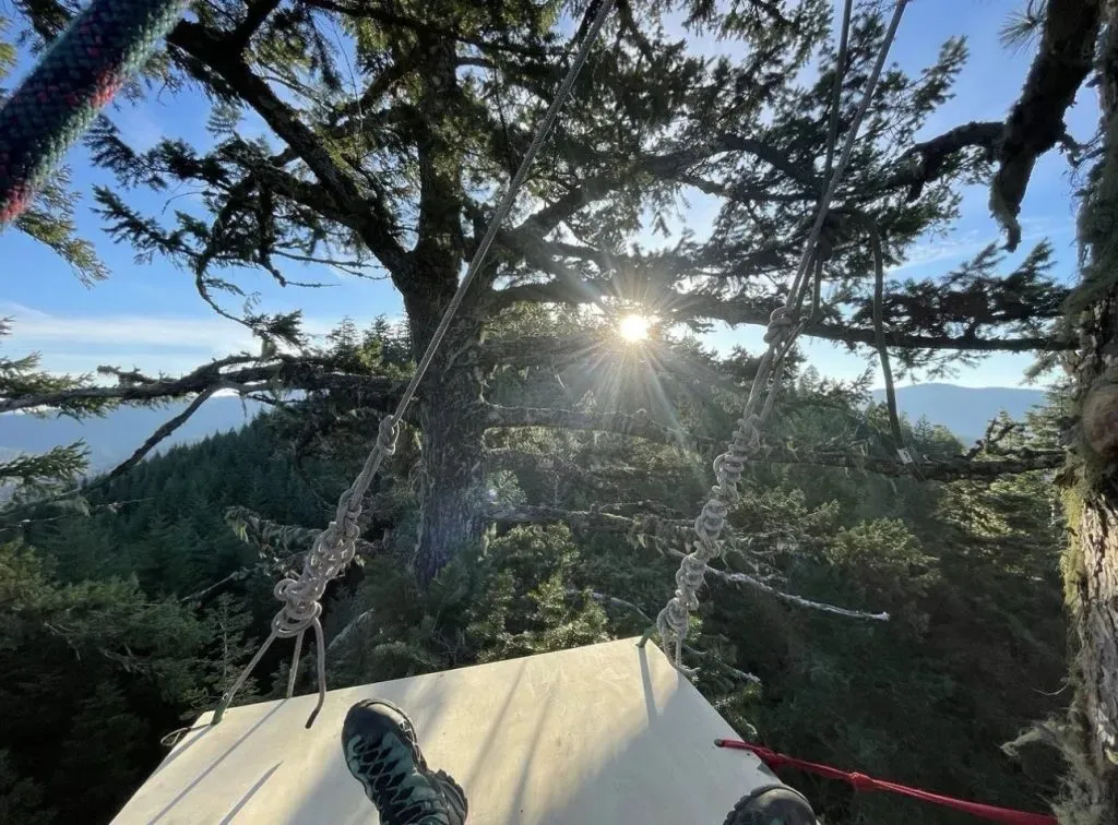 TREE-SIT STOPS OLD-GROWTH LOGGING PROJECT IN SOUTHERN OREGON