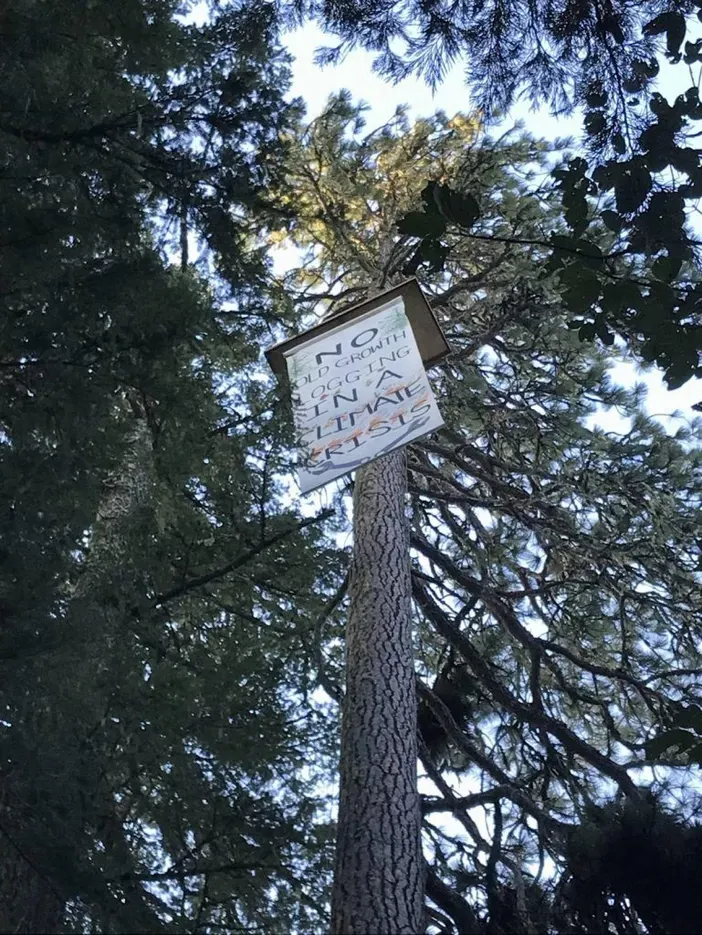 TREE-SIT STOPS OLD-GROWTH LOGGING PROJECT IN SOUTHERN OREGON